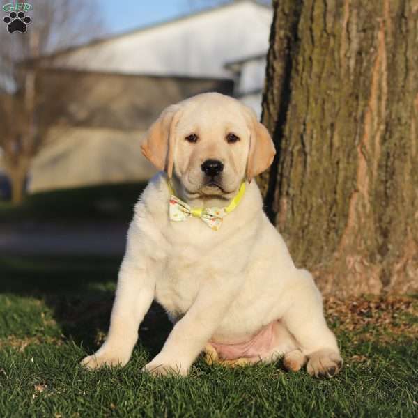 Buddy, Yellow Labrador Retriever Puppy