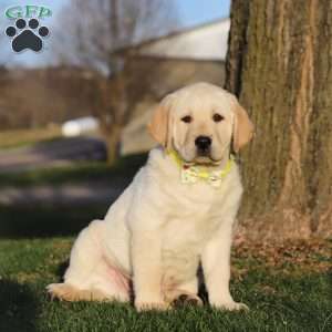 Buddy, Yellow Labrador Retriever Puppy