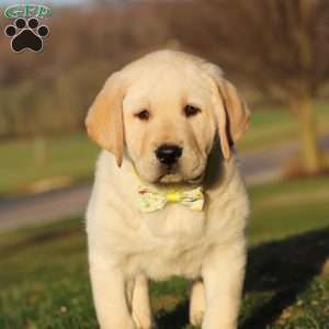 Buddy, Yellow Labrador Retriever Puppy