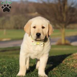 Buddy, Yellow Labrador Retriever Puppy