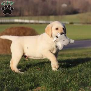 Buddy, Yellow Labrador Retriever Puppy