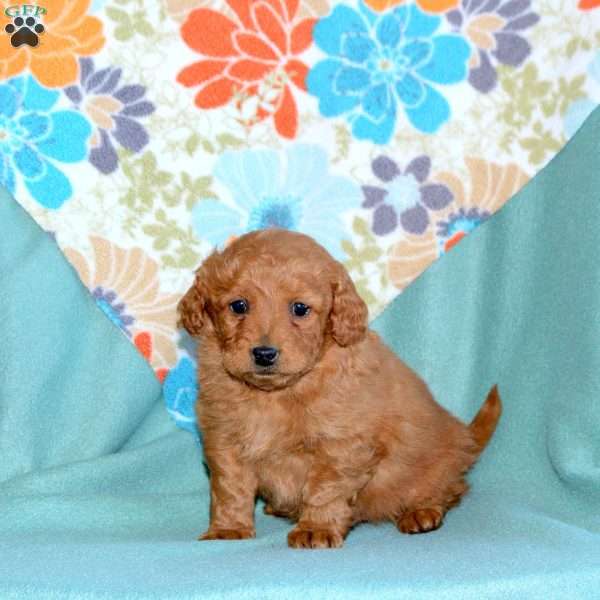 Buddy, Miniature Poodle Mix Puppy