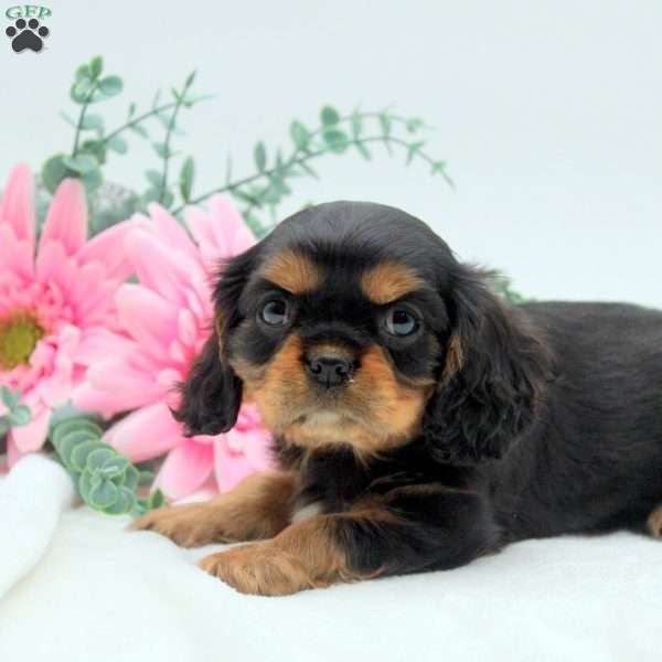 Buddy, Cavalier King Charles Spaniel Puppy