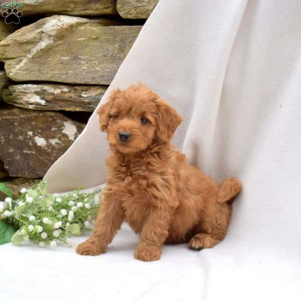 Buddy, Mini Goldendoodle Puppy