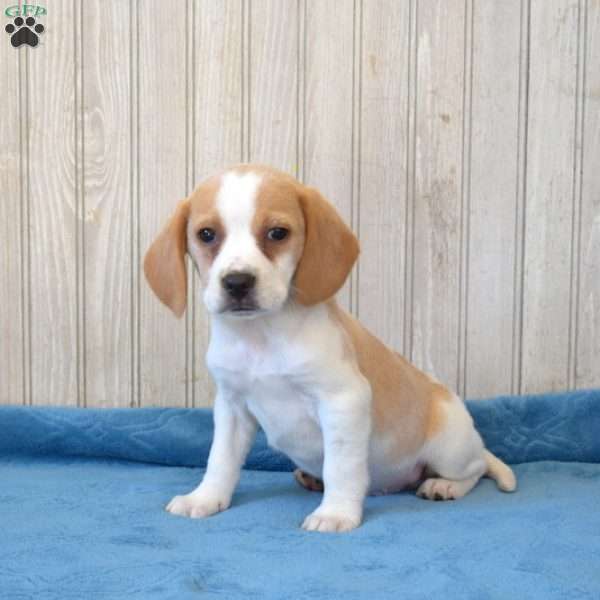 Buddy, Beagle Puppy