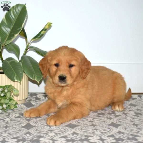 Buddy, Golden Retriever Puppy