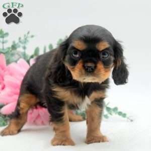 Buddy, Cavalier King Charles Spaniel Puppy