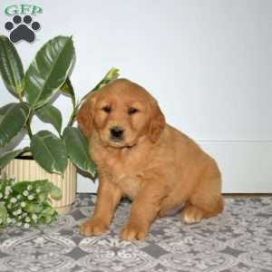 Buddy, Golden Retriever Puppy