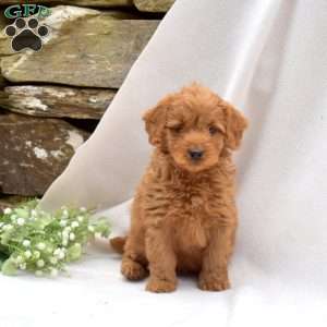 Buddy, Mini Goldendoodle Puppy