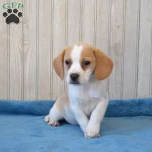 Buddy, Beagle Puppy