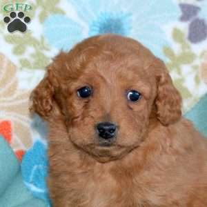 Buddy, Miniature Poodle Mix Puppy