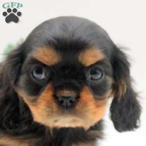 Buddy, Cavalier King Charles Spaniel Puppy