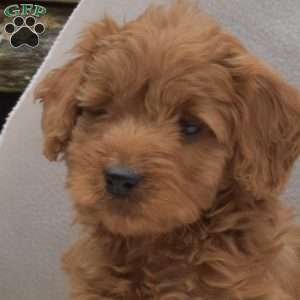 Buddy, Mini Goldendoodle Puppy