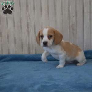 Buddy, Beagle Puppy