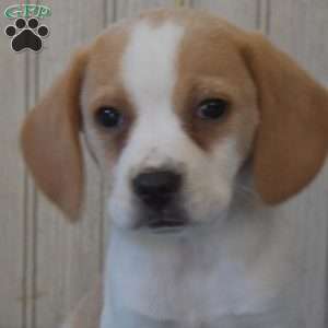 Buddy, Beagle Puppy