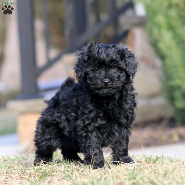 Buddy, Pomapoo Puppy