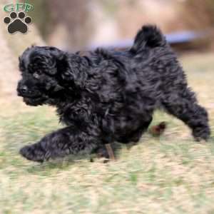 Buddy, Pomapoo Puppy