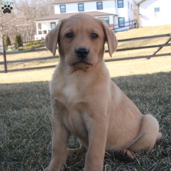 Buddy, Fox Red Labrador Retriever Puppy