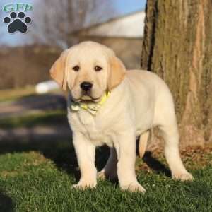 Buddy, Yellow Labrador Retriever Puppy