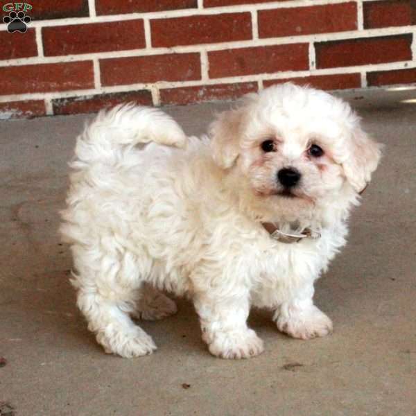 Bunny, Bichon Frise Puppy