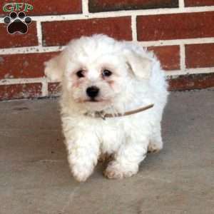 Bunny, Bichon Frise Puppy