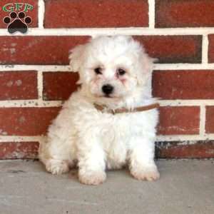 Bunny, Bichon Frise Puppy