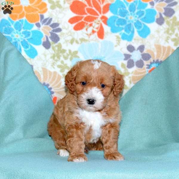 Buster, Miniature Poodle Mix Puppy