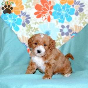 Buster, Miniature Poodle Mix Puppy