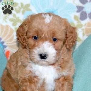 Buster, Miniature Poodle Mix Puppy