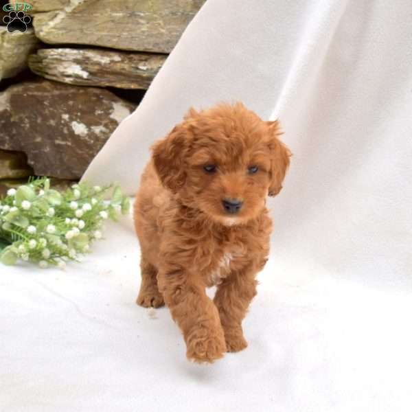 Buttercup, Mini Goldendoodle Puppy