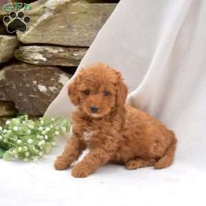 Buttercup, Mini Goldendoodle Puppy