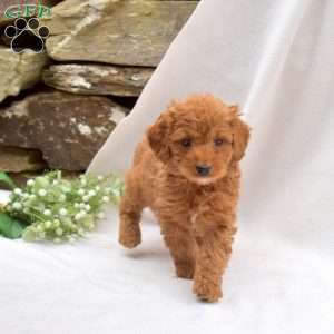 Buttercup, Mini Goldendoodle Puppy