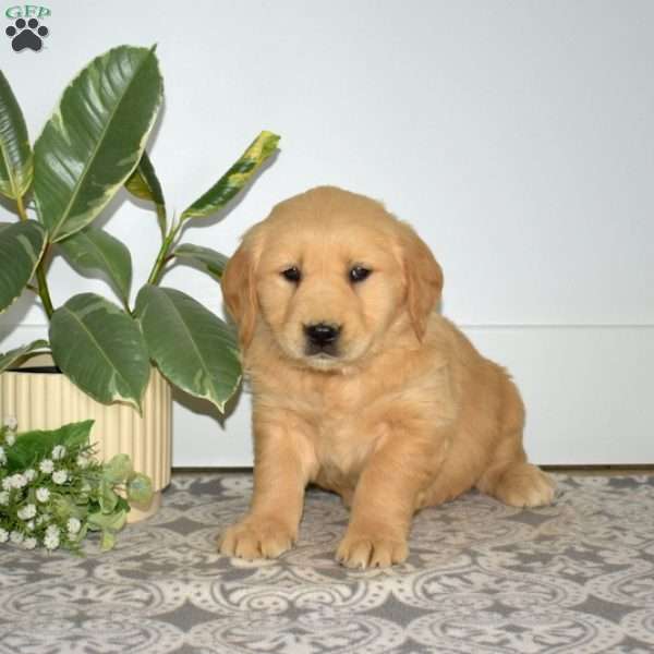 Butters, Golden Retriever Puppy