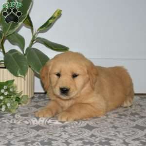 Butters, Golden Retriever Puppy