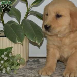 Butters, Golden Retriever Puppy