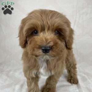 Luna, Cavapoo Puppy