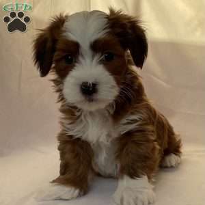 Bingo, Havanese Puppy