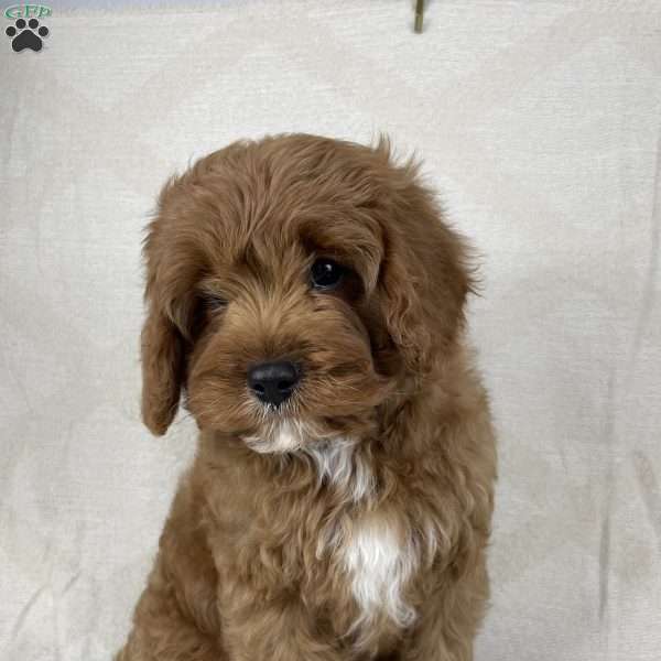 Teddy, Cavapoo Puppy