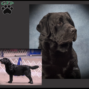 Bella, Black Labrador Retriever Puppy