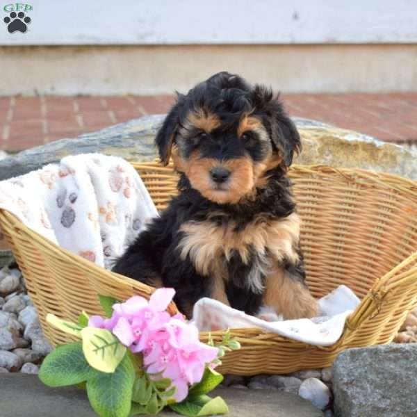 Cadet, Mini Goldendoodle Puppy