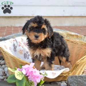 Cadet, Mini Goldendoodle Puppy