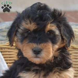 Cadet, Mini Goldendoodle Puppy