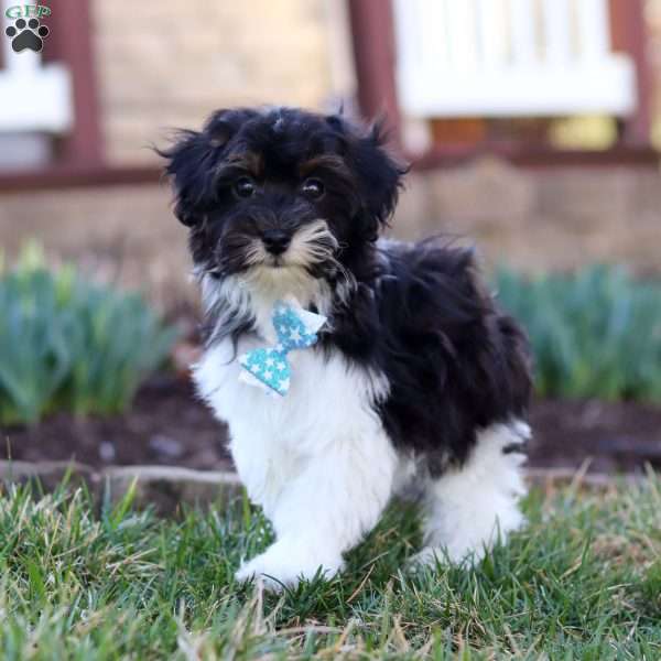 Cain, Havapoo Puppy