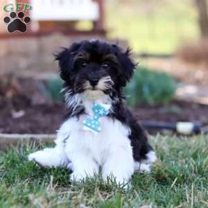 Cain, Havapoo Puppy