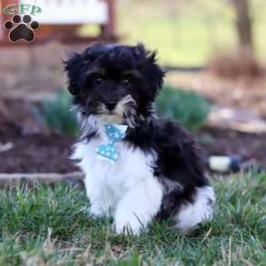 Cain, Havapoo Puppy