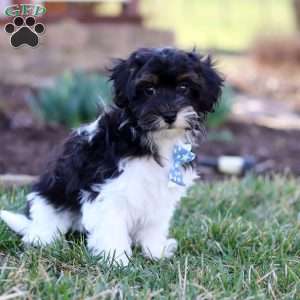 Cain, Havapoo Puppy