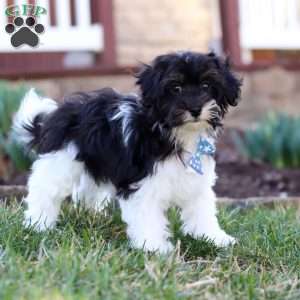 Cain, Havapoo Puppy