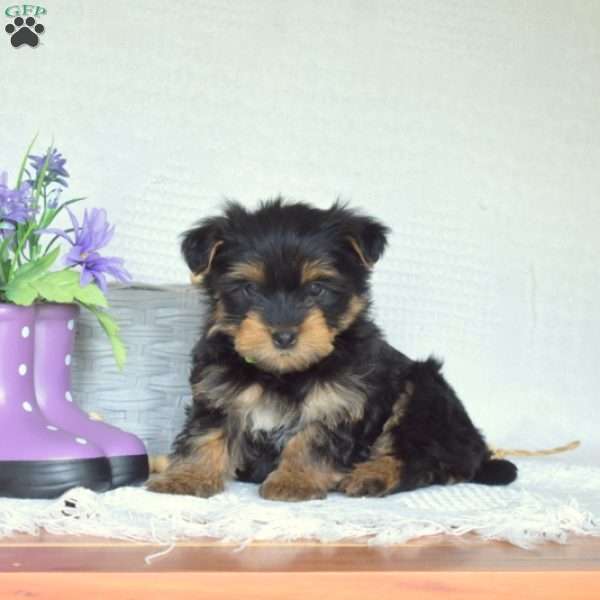 Cali, Yorkie Puppy