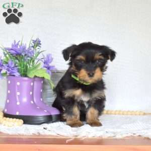 Cali, Yorkie Puppy