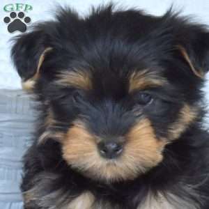 Cali, Yorkie Puppy